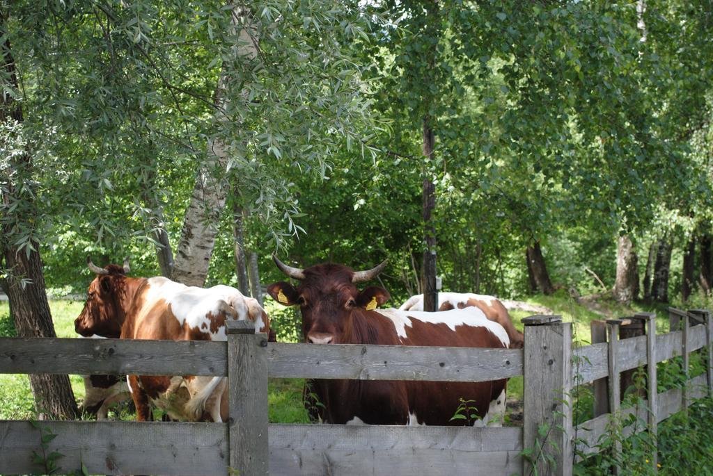 Familien-Bauernhof Neumoar Daire Sankt Johann im Pongau Dış mekan fotoğraf