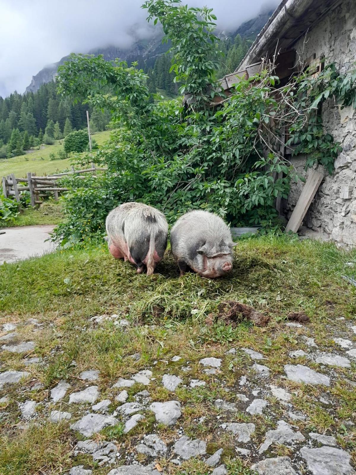 Familien-Bauernhof Neumoar Daire Sankt Johann im Pongau Dış mekan fotoğraf
